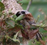 Buidelmees - Eurasian Penduline Tit