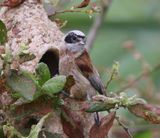 Buidelmees - Eurasian Penduline Tit