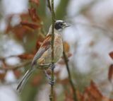 Buidelmees - Eurasian Penduline Tit