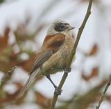 Buidelmees - Eurasian Penduline Tit
