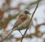 Buidelmees - Eurasian Penduline Tit