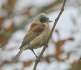 Buidelmees - Eurasian Penduline Tit