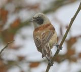 Buidelmees - Eurasian Penduline Tit