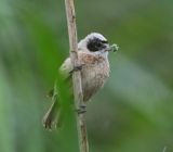 Buidelmees - Eurasian Penduline Tit