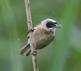 Buidelmees - Eurasian Penduline Tit
