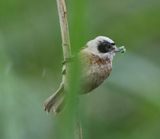Buidelmees - Eurasian Penduline Tit