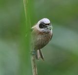 Buidelmees - Eurasian Penduline Tit