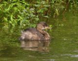 Dodaars - Little Grebe