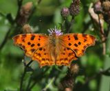 Gehakkelde Aurelia - Comma Butterfly