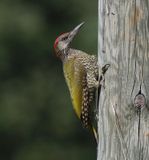Groene Specht - European Green Woodpecker