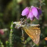 Groot Dikkopje - Large Skipper