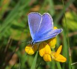 Icarusblauwtje - Common Blue
