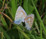 Icarusblauwtjes - Common Blues