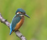 IJsvogel - Common Kingfisher