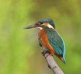 IJsvogel - Common Kingfisher