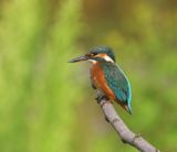 IJsvogel - Common Kingfisher