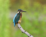 IJsvogel - Common Kingfisher