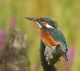 IJsvogel - Common Kingfisher