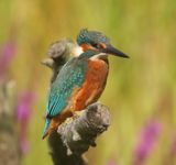 IJsvogel - Common Kingfisher