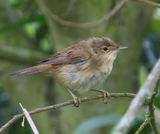 Kleine Karekiet - European Reed Warbler