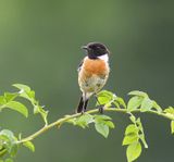 Roodborsttapuit - European Stonechat