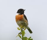Roodborsttapuit - European Stonechat