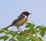 Roodborsttapuit - European Stonechat
