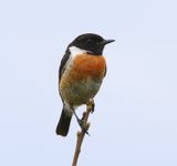 Roodborsttapuit - European Stonechat