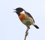 Roodborsttapuit - European Stonechat