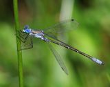 Tangpantserjuffer - Scarce Emerald Damselfly
