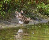 Watersnip - Common Snipe