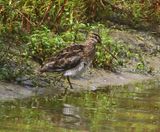 Watersnip - Common Snipe