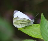 Klein Geaderd Witje - Green-veined White