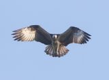 Visarend - Osprey