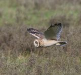 Velduil - Short-eared Owl