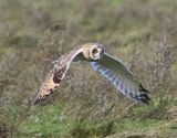 Velduil - Short-eared Owl