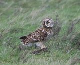 Velduil - Short-eared Owl