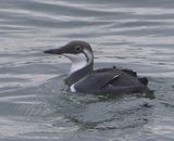 Zeekoet - Atlantic Murre