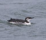 Zeekoet - Atlantic Murre