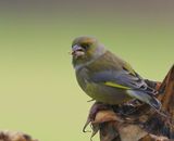 Groenling - European Greenfinch