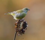 Groenling - European Greenfinch