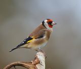 Putter - European Goldfinch