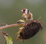 Putter - European Goldfinch