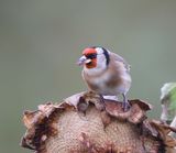 Putter - European Goldfinch