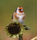 Putter - European Goldfinch