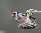 Putter - European Goldfinch