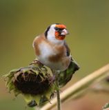 Putter - European Goldfinch