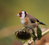 Putter - European Goldfinch