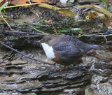 Roodbuikwaterspreeuw - White-throated Dipper