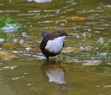 Roodbuikwaterspreeuw - White-throated Dipper